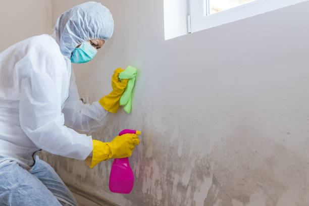 Trusted Cedar Mill, OR Mold Removal Experts